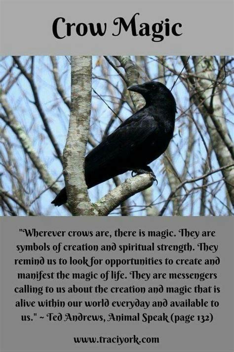 The Sorcery and Spellcasting of Magic Crows